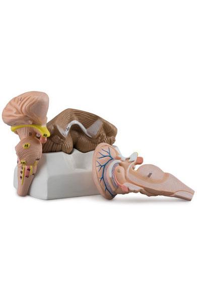 Brainstem, Cerebellum and 4th Ventricle