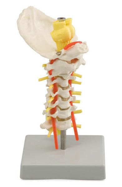 Cervical Spinal Column