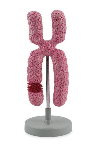 Chromosome Model