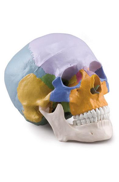 Colored Skull – 3 Parts