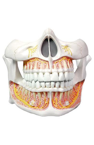 Model Of Deciduous Teeth