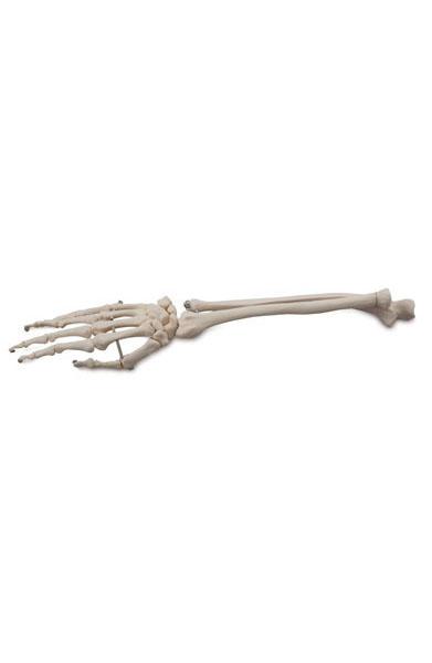 Bones of the Hand and Forearm