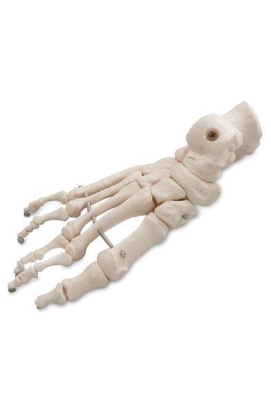 Bones of the Foot