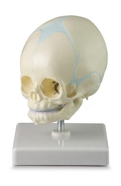 Baby Skull