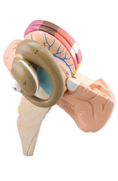 Basal Nuclei and Internal Capsule