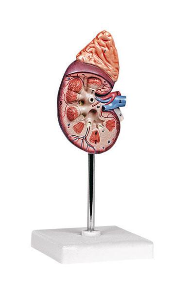 Kidney with Adrenal Gland, 1,5 Times Enlarged – 2 Parts