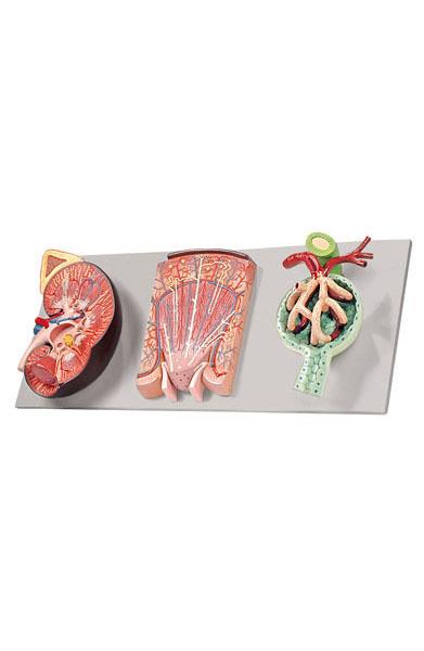 Kidney Section with Renal Nephron and Renal Corpuscle