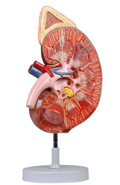 Kidney with Adrenal Gland, 3X life size