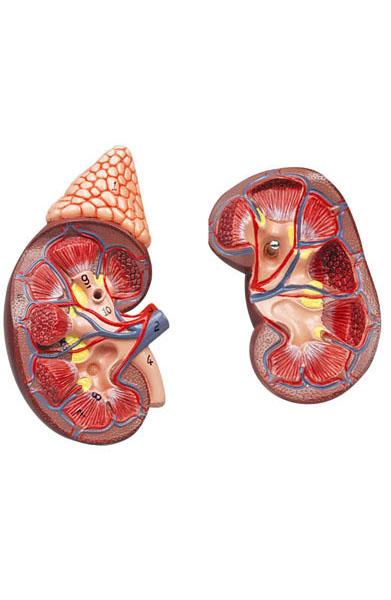 Kidney with Adrenal Gland, life size – 2 Parts