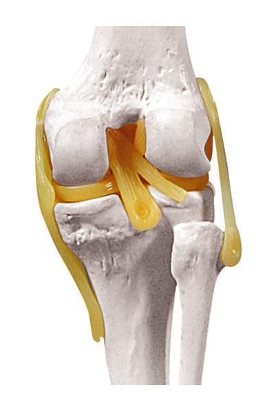 Knee Joint