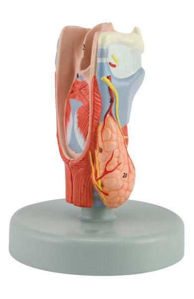 Larynx, life size 2 Parts