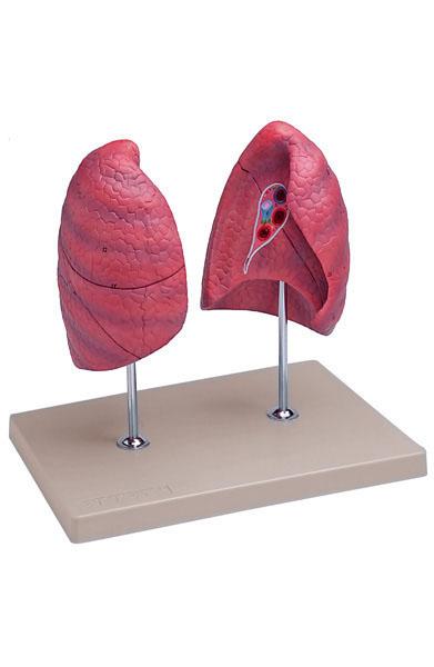 Left and Right Lung