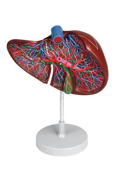 Liver Section with Gall Bladder