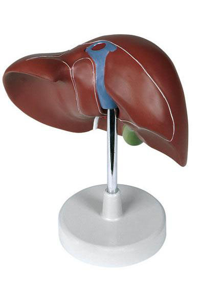 Liver, life size