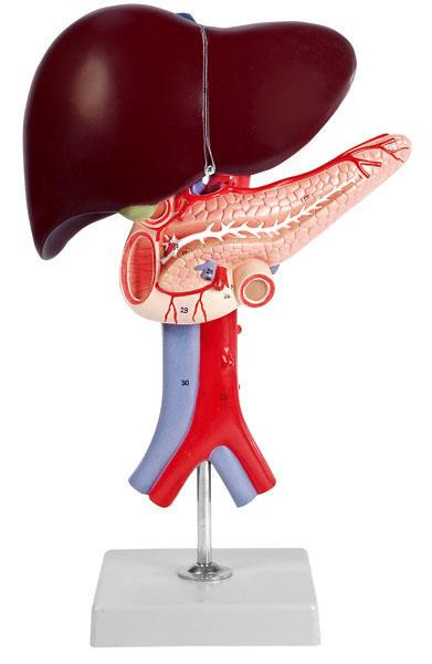 Liver, Pancreas and Duodenum