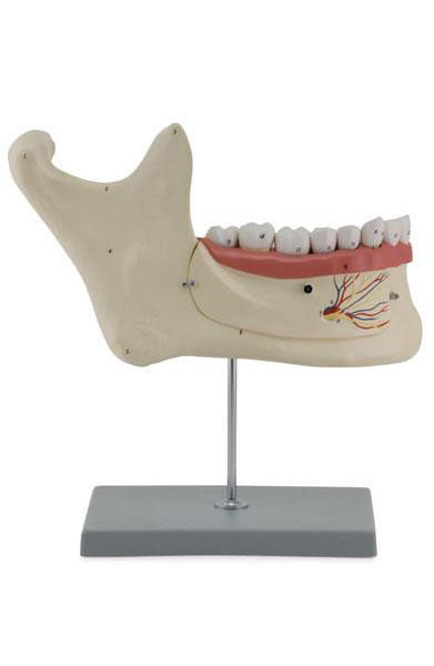 Lower Jaw – 6 Parts