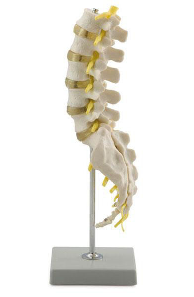 Lumbar Spinal Column with Sacral and Coccyx Bones