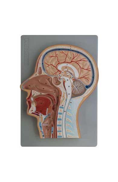 Median Section of Head (relief model)