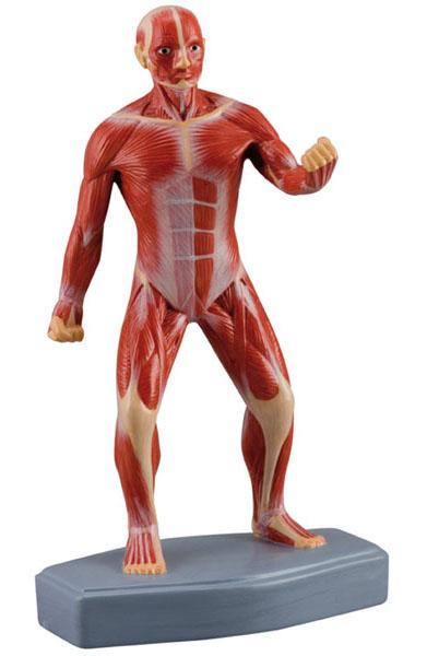 Mini Muscular Figure