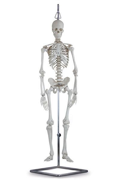 Mini Skeleton