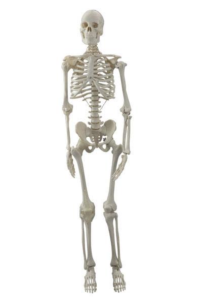 Mini Skeleton with Joints