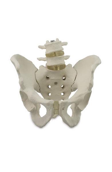 Model of Pelvis with 4th and 5th Lumbar Vertebrae