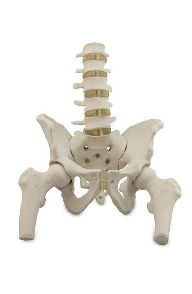 Model of Pelvis with 4th and 5th Lumbar Vertebrae with Femur Heads