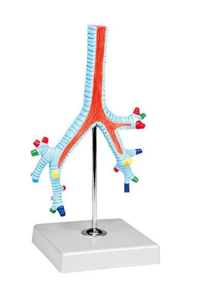 Model of Segmental Bronchi