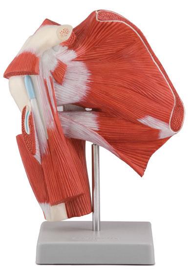 Model of Shoulder with Deep Muscle