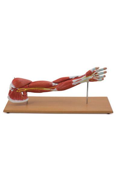 Muscle of the Human Arm – 7 parts