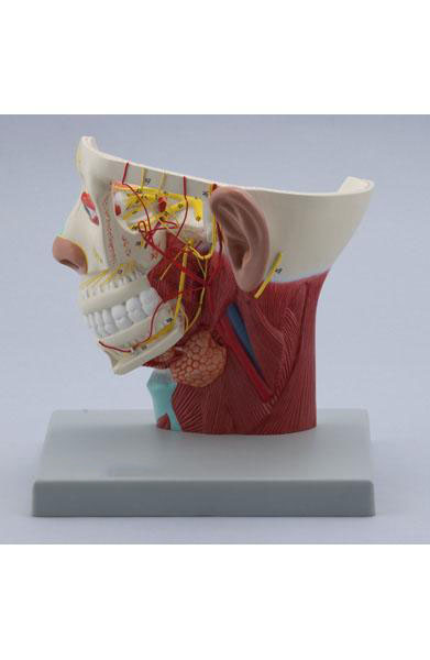 Nerves of Head