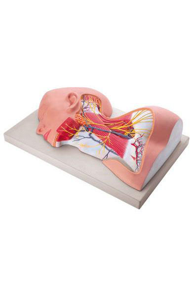 Nerves of Neck Region