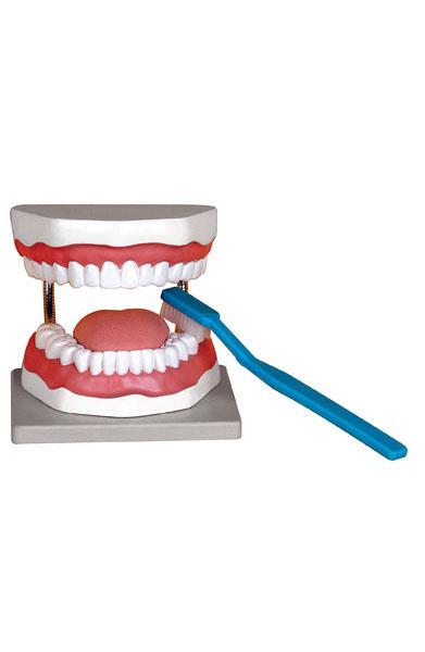 Oral Hygiene Model