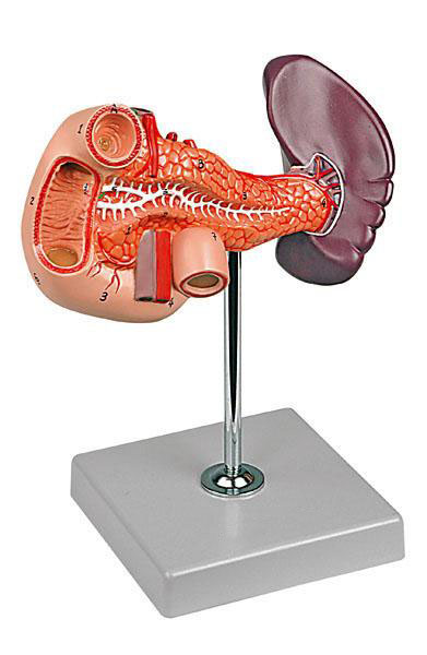 Pancreas, Duodenum and Spleen