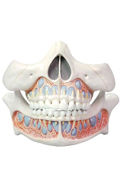 Permanent Teeth Model