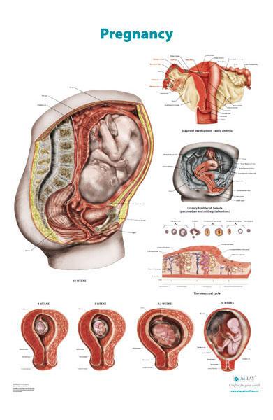 Pregnancy Poster