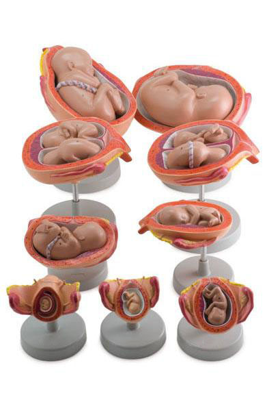 Pregnancy Model Set