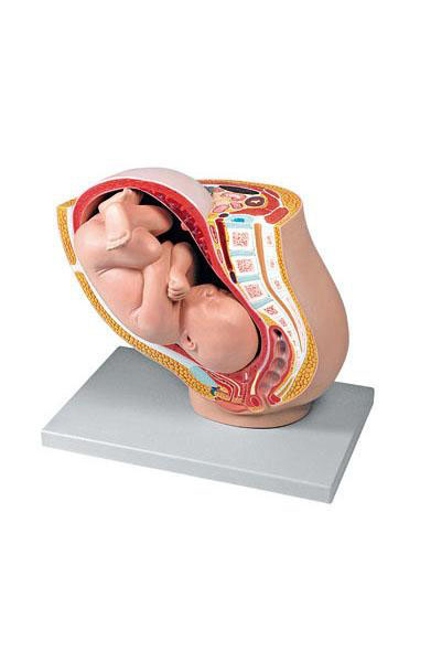 Pregnancy Pelvis with Mature Fetus – 2 Parts