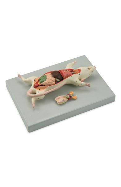 Rat Dissection Model