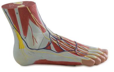 Regional Anatomy of the Foot