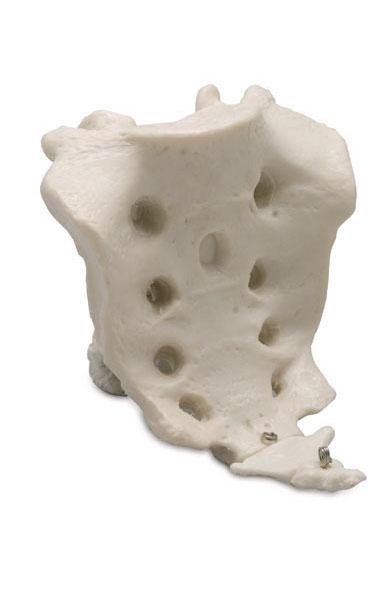 Sacrum with Coccyx