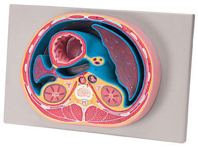 Schematic Cross Section through Abdomen (T12)