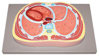 Schematic Cross Section through Thorax (T8)