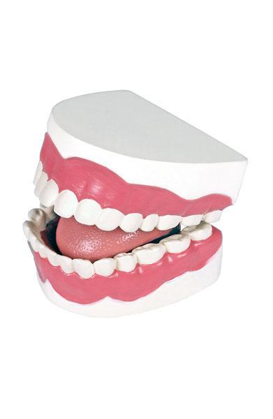 Dental Hygiene Model