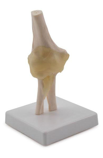 Elbow Joint