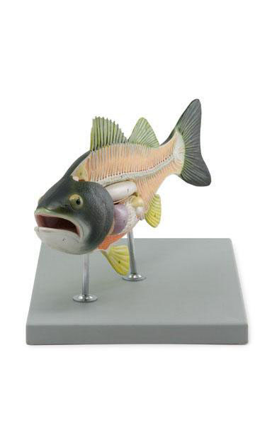 Fish Model