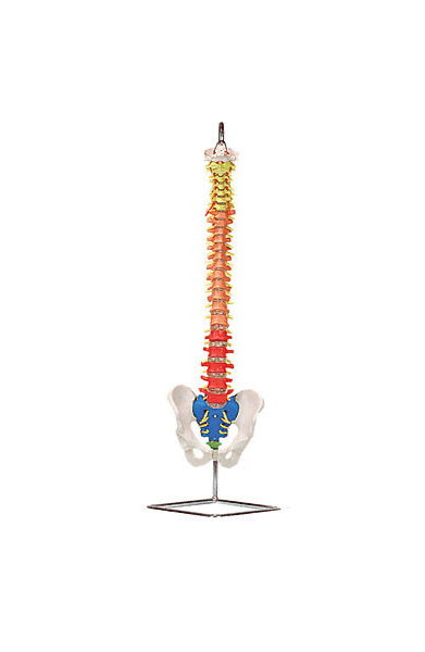 Flexible Spinal Column with Colour Coded Regions