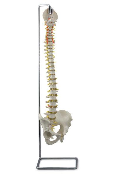 Flexible Vertebral Column