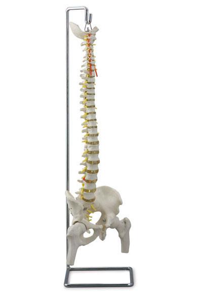 Flexible Vertebral Column with Femur Heads