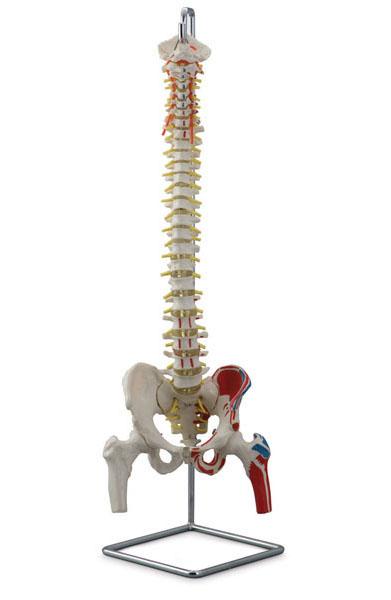 Flexible Vertebral Column model with Muscle Insertions and Femur Heads